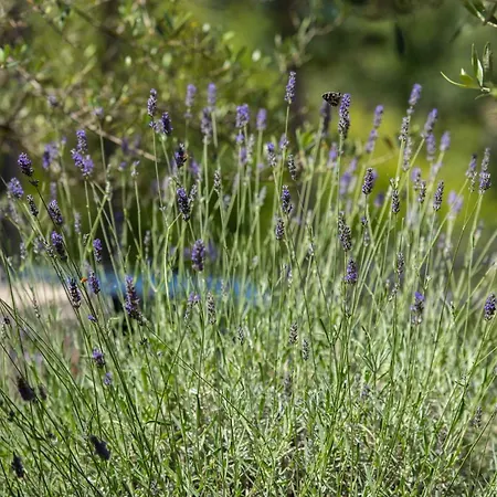 In - Insel Krk 41809 Daire *